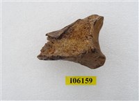 藏品(老虎右脛骨下端)的圖片